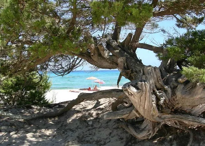 Aparthotel Con Piscina A A 1500 M Dal Mare